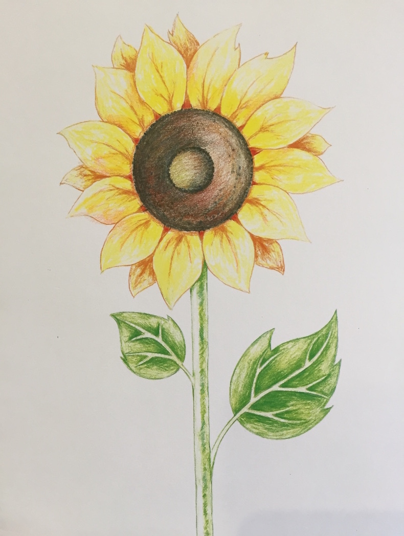 Drawing A Sunflower With Colored Pencils Details Event Date This
